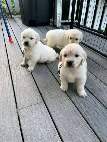 CUCCIOLI DI GOLDEN RETRIEVER