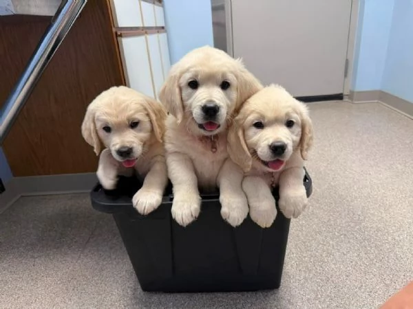 CUCCIOLI DI GOLDEN RETRIEVER | Foto 0