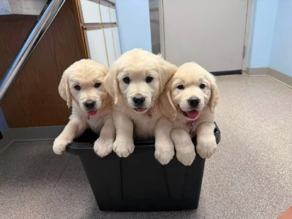 CUCCIOLI DI GOLDEN RETRIEVER