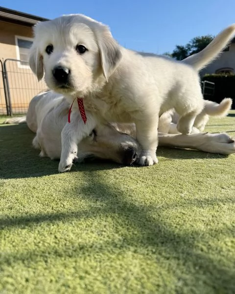 Cuccioli di golden retriever Bianchi | Foto 0