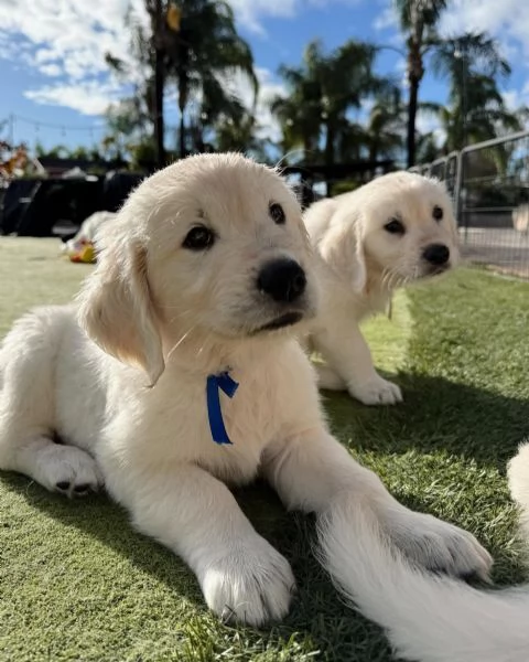 Cuccioli di golden retriever Bianchi