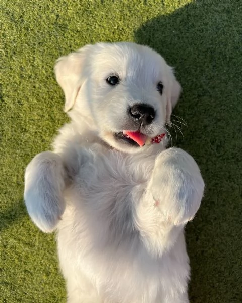 BELLISSIMI CUCCIOLI DI GOLDEN | Foto 0