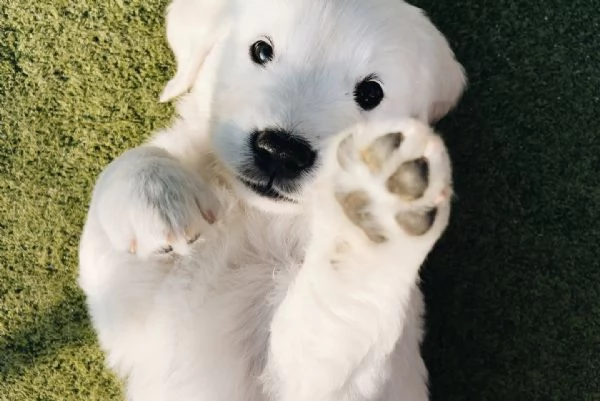 BELLISSIMI CUCCIOLI DI GOLDEN