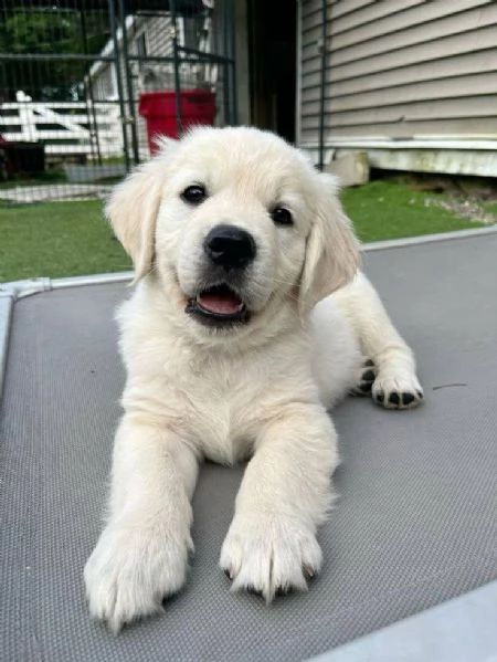 Meravigliosi cuccioli Golden Retriever | Foto 0