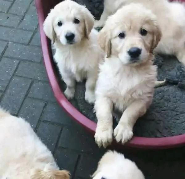 Meravigliosi cuccioli Golden Retriever