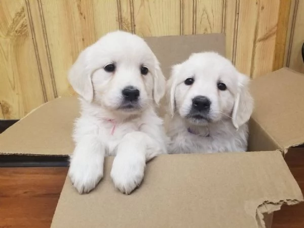 Cuccioli maschi di Golden Retriever | Foto 0