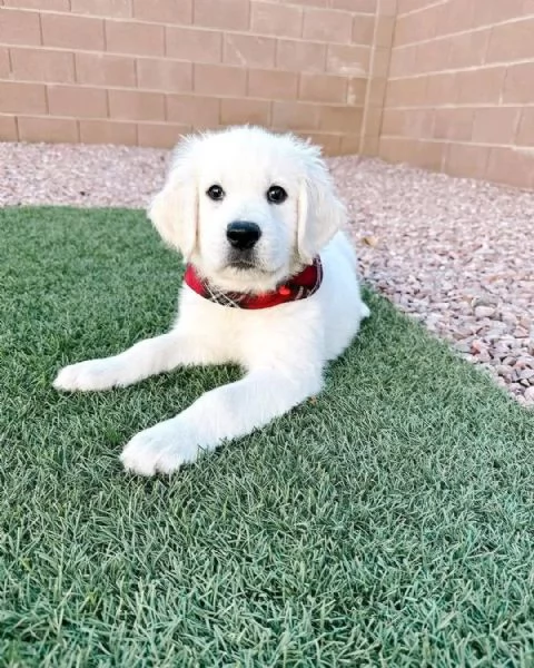 Cuccioli maschi di Golden Retriever