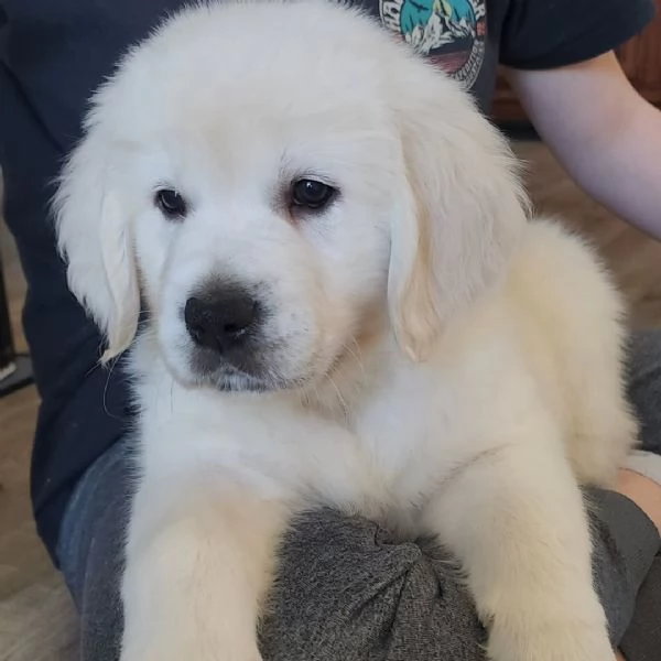 Cuccioli di Golden Retriever Maschio e Femmina