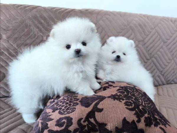 Splendidi cuccioli di Pomerania – 12 settimane | Foto 0