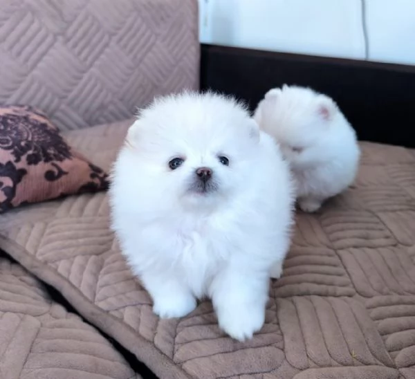 Splendidi cuccioli di Pomerania – 12 settimane