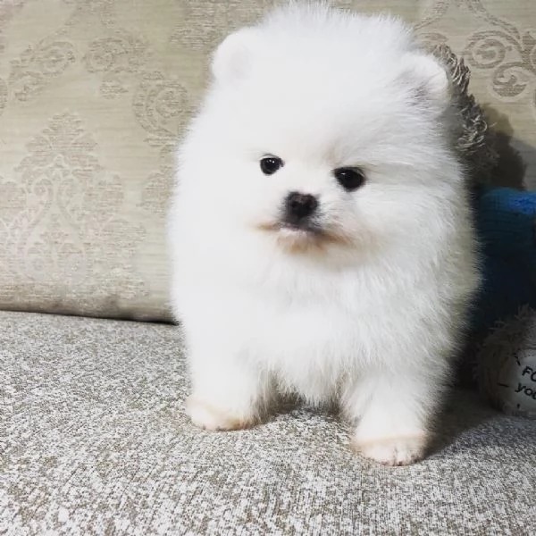 Cuccioli Pomerania di 12 settimane