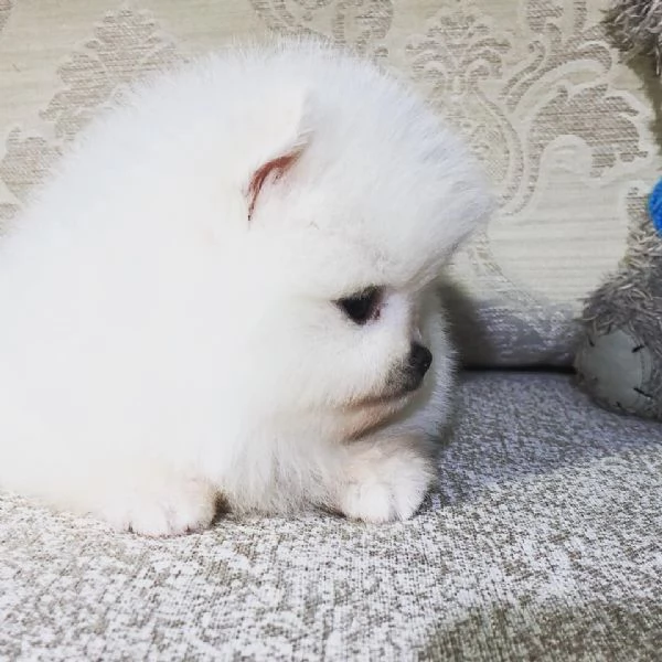 Cuccioli Pomerania di 12 settimane | Foto 0