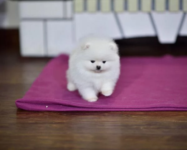 Pomerania – piccoli compagni dal grande carattere