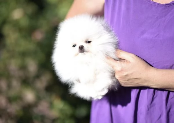 Pomerania cercano una famiglia amorevole | Foto 0