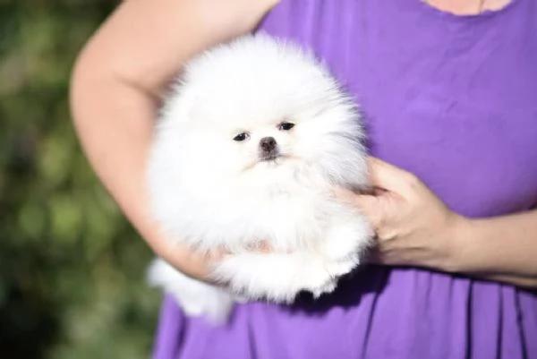 Pomerania cercano una famiglia amorevole