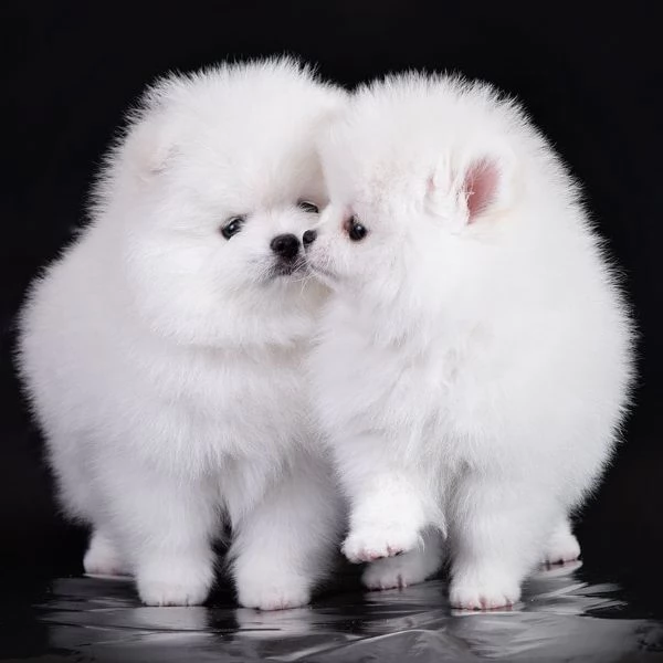 Adorabili cuccioli di Pomerania disponibili