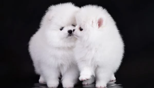 Adorabili cuccioli di Pomerania disponibili | Foto 0