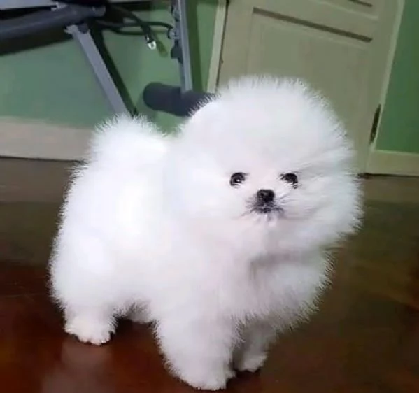 Adorabili cuccioli di Pomerania disponibili