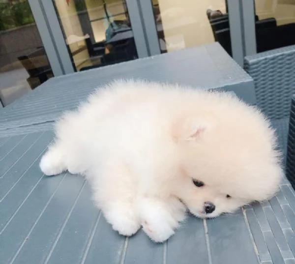 Adorabili cuccioli di Pomerania disponibili | Foto 0