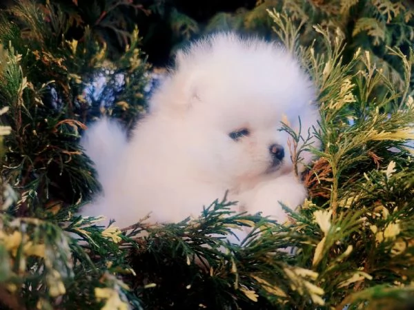 Pomerania di 12 settimane – amore e dolcezza | Foto 0