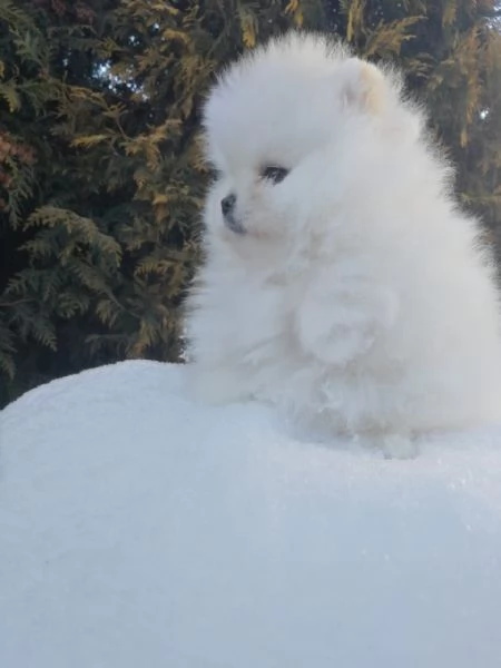 Pomerania di 12 settimane – amore e dolcezza