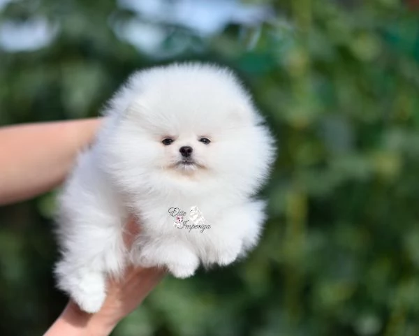 Piccoli Pomerania in cerca di casa