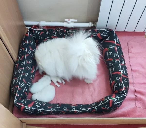Pomerania disponibili – Dolci, affettuosi ! | Foto 0