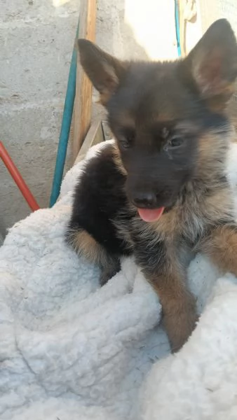 Cuccioli pastori tedeschi  | Foto 5