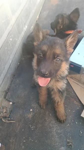 Cuccioli pastori tedeschi  | Foto 3