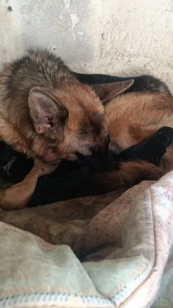 Cuccioli pastori tedeschi  | Foto 1