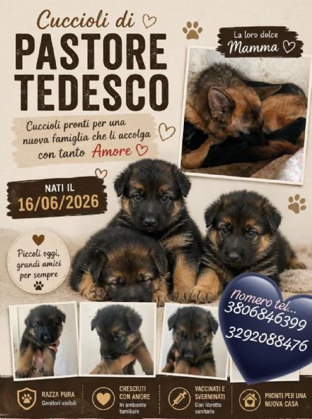 Cuccioli pastori tedeschi 