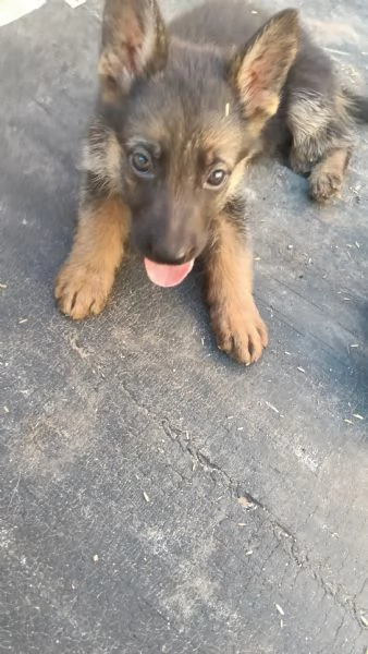 Cuccioli pastori tedeschi  | Foto 0