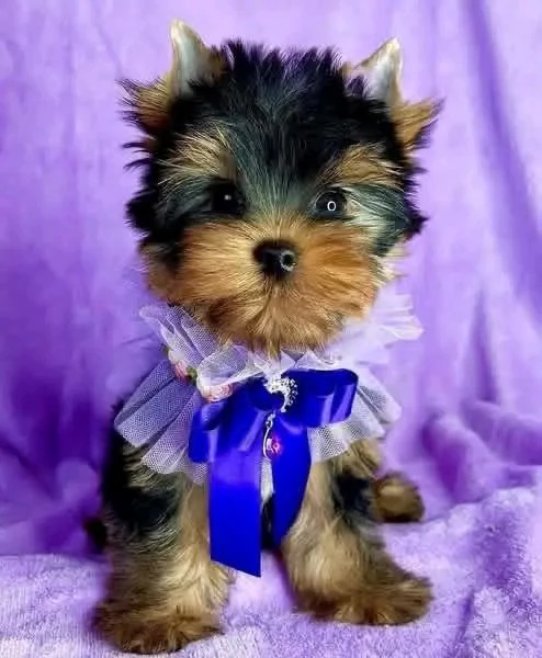 Yorkshire terrier | Foto 2