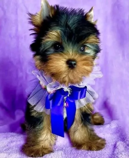 Yorkshire terrier | Foto 1
