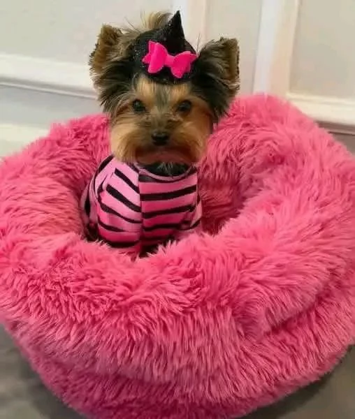 Yorkshire terrier