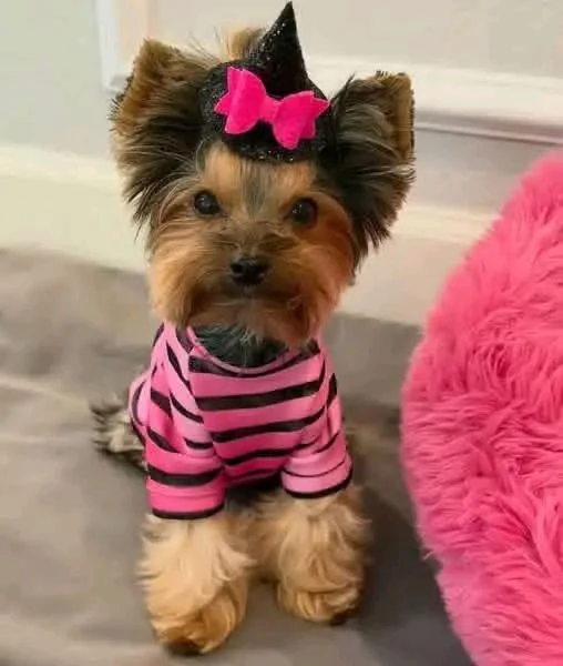 Yorkshire terrier | Foto 0