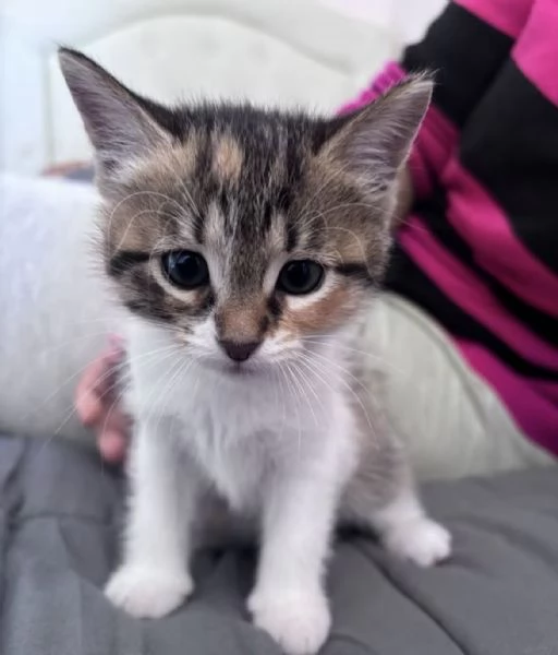 Maya e Chloe: due sorelline di 5 mesi cercano casa insieme  | Foto 0