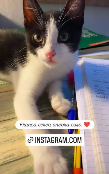Si affidano gatti con adozione consapevole  | Foto 3