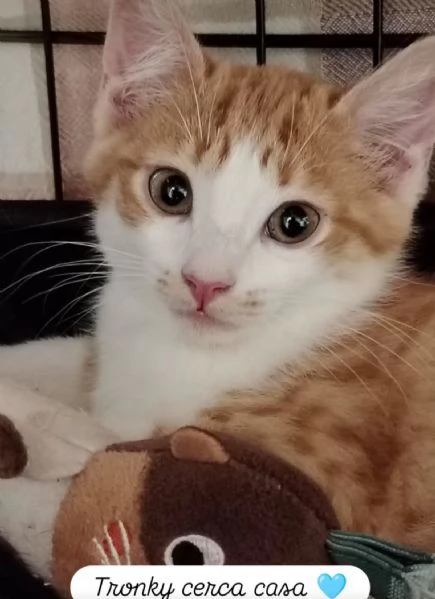 Si affidano gatti con adozione consapevole 