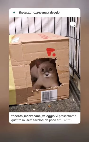 Si affidano gatti con adozione consapevole  | Foto 2