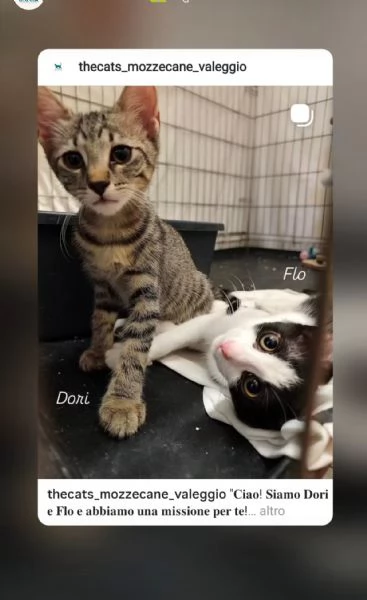 Si affidano gatti con adozione consapevole  | Foto 1