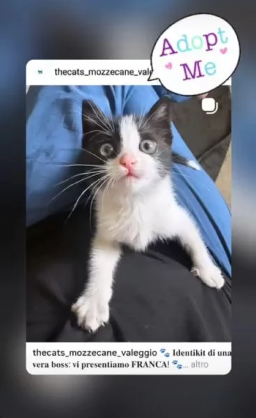Si affidano gatti con adozione consapevole  | Foto 0