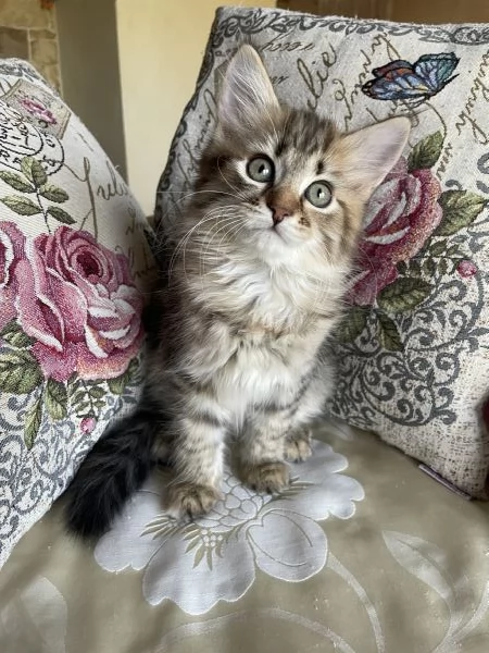 Dolce gattina siberiana | Foto 1