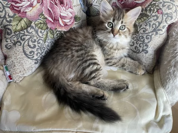 Dolce gattina siberiana | Foto 0