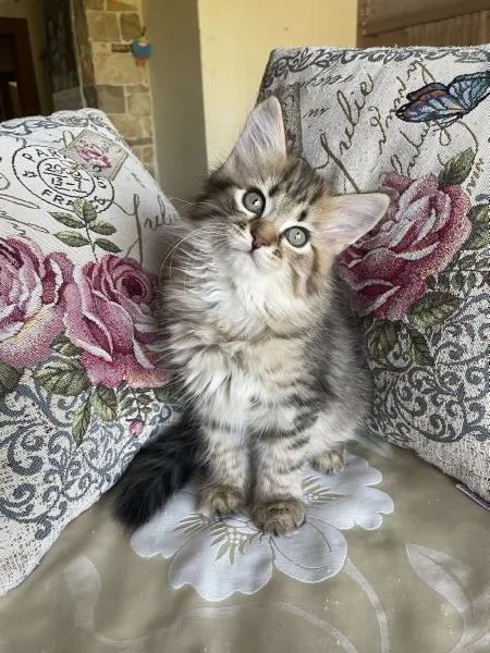 Dolce gattina siberiana