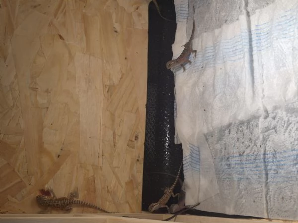 Vendo drago barbuto pogona vitticeps  | Foto 6