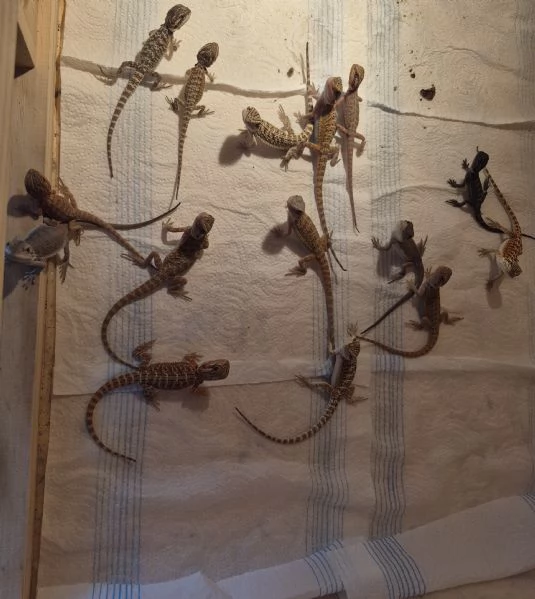Vendo drago barbuto pogona vitticeps 