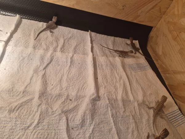 Vendo drago barbuto pogona vitticeps  | Foto 4
