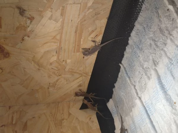 Vendo drago barbuto pogona vitticeps  | Foto 3