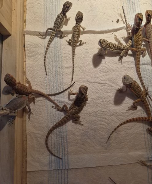 Vendo drago barbuto pogona vitticeps  | Foto 2